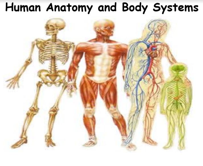 Human Anatomy and Body Systems